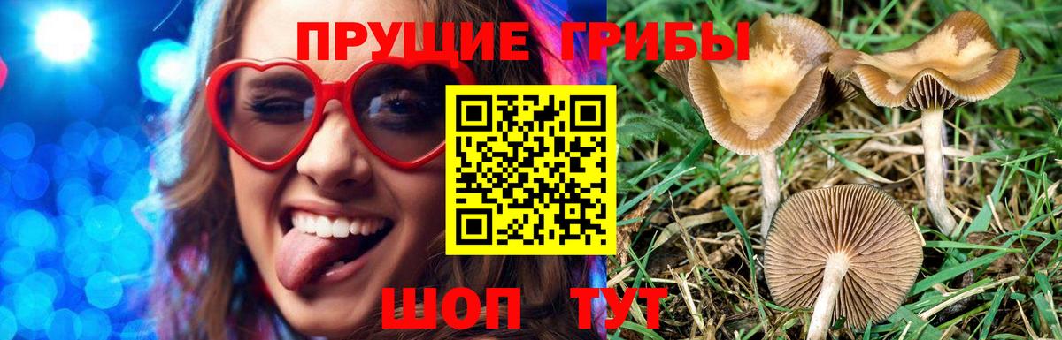 Галлюциногенные грибы Cubensis  Вход с VPN  Камышлов  Псилоцибиновые грибы Cubensis 